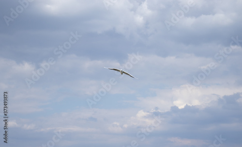 A seagull flies in clouds