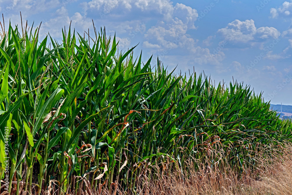 Obraz premium Maisfeld.