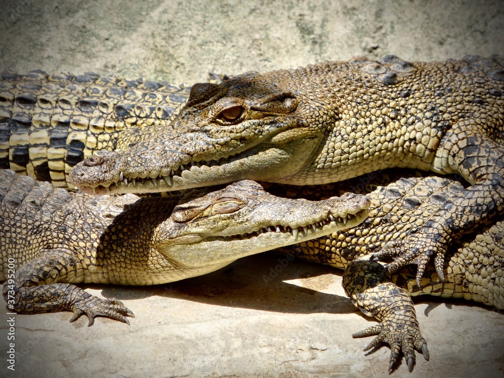 Fototapeta premium close up of two alligators