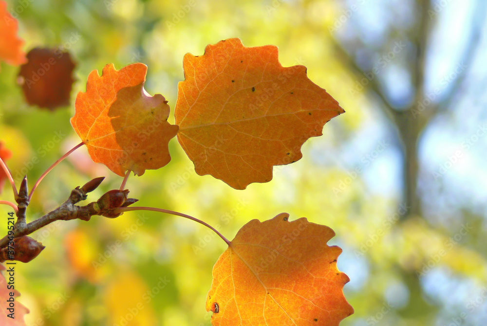 Orange aspen leaves on a branch Orange aspen leaves on a branch