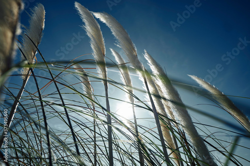 grass in wind