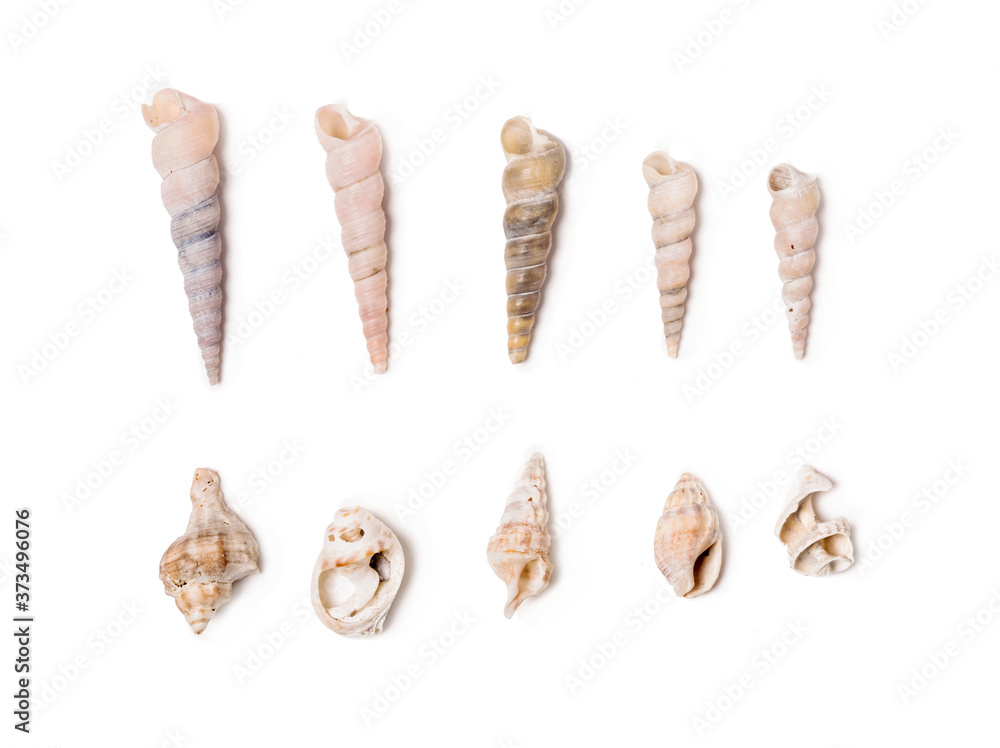adriatic seashells isolated on white adriatic seashells isolated on white