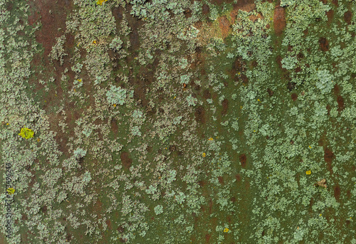 Green moss on a rusty surface. Mold on the iron. Photophone, texture.