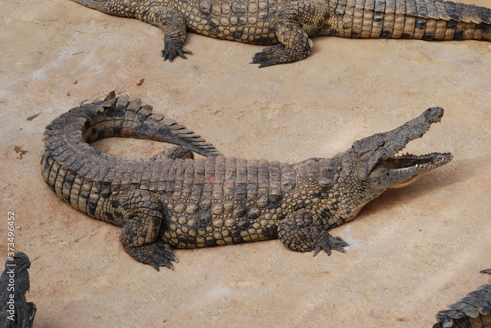 crocodile crocodile