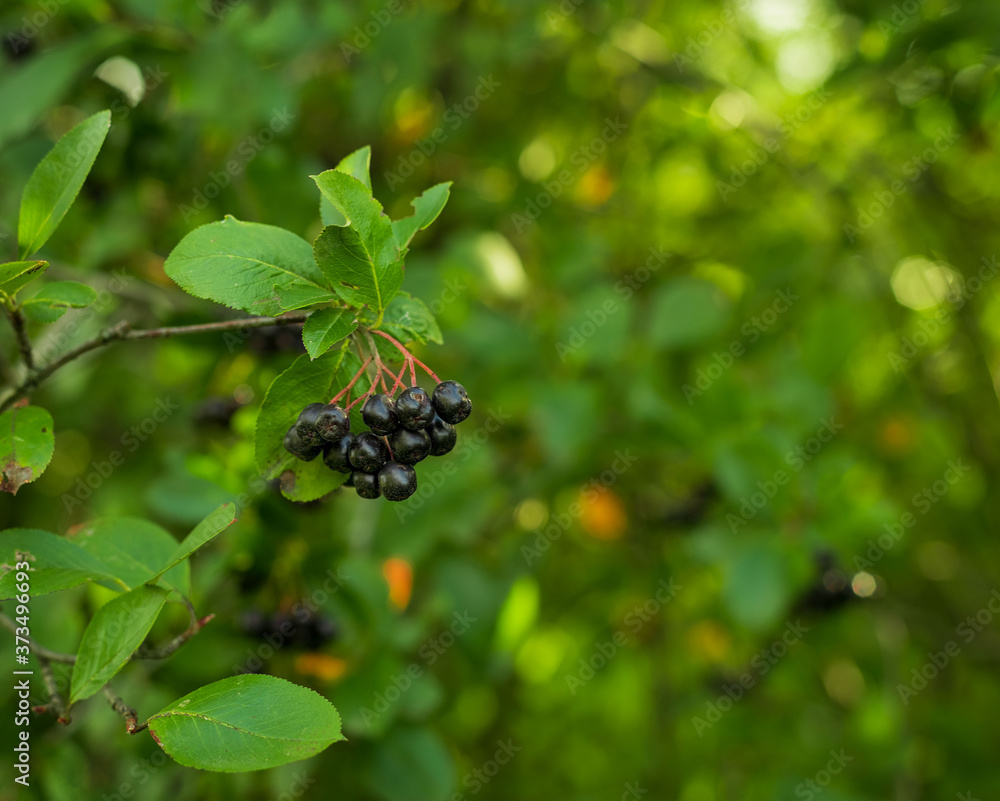 Black berries on a green background. A bunch of black chokeberry berries on a branch. Copy space. Black berries on a green background. A bunch of black chokeberry berries on a branch. Copy space.