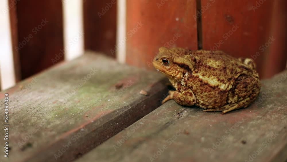 Close-up view of little frog breathing looking around. Wild nature. Ecology and environment protection concept. Eco-friendly lifestyle. Animal world. Macro. Day light. Close-up view of little frog breathing looking around. Wild nature. Ecology and environment protection concept. Eco-friendly lifestyle. Animal world. Macro. Day light.