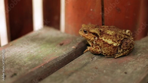 Close-up view of little frog breathing looking around. Wild nature. Ecology and environment protection concept. Eco-friendly lifestyle. Animal world. Macro. Day light.