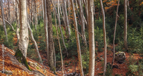 Foto Autumn Woodlands in Bergueda, Catalonia