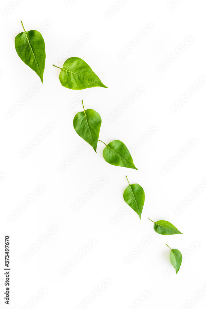 Lauout of green leaves - nature background. Top view Lauout of green leaves - nature background. Top view