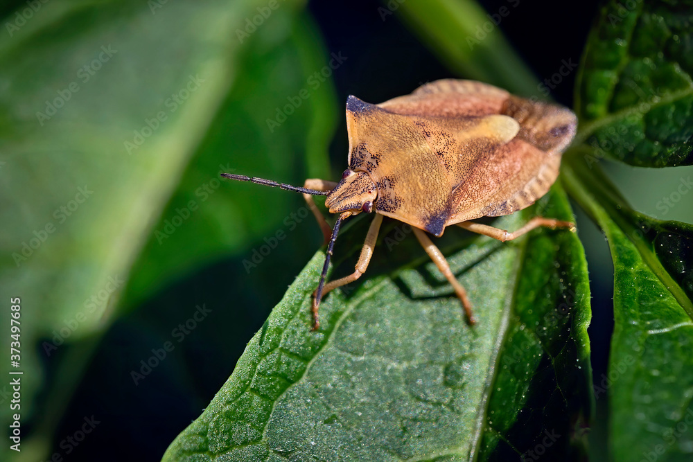 Nördliche Fruchtwanze ( Carpocoris fuscispinus ). Nördliche Fruchtwanze ( Carpocoris fuscispinus ).