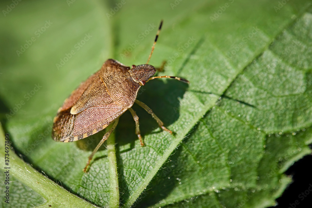 Frühlings-Baumwanze ( Peribalus strictus ). Frühlings-Baumwanze ( Peribalus strictus ).