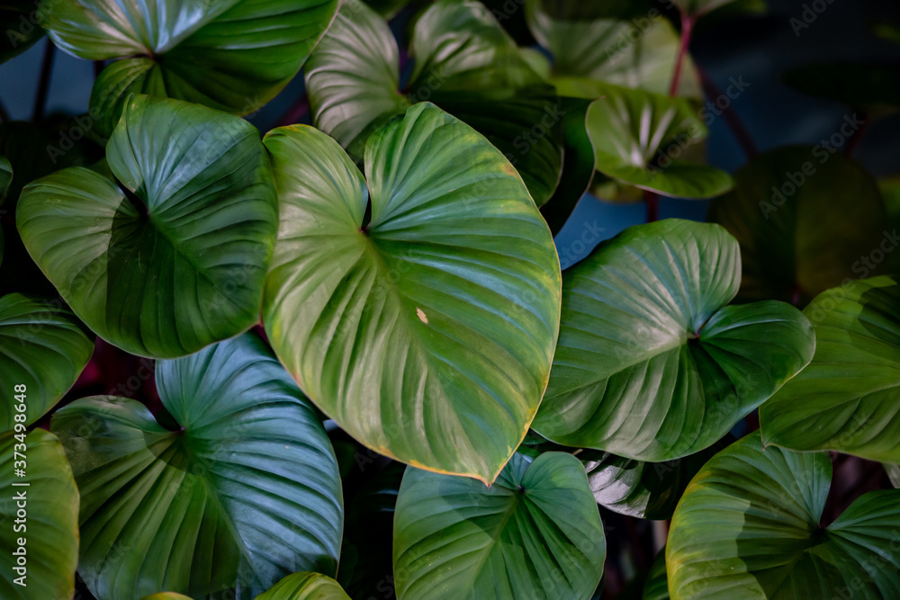 The bushes of Homalomena rubescens . The bushes of Homalomena rubescens .
