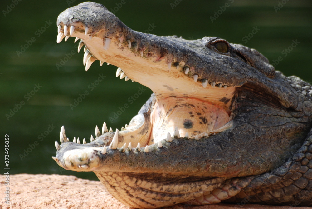 Obraz premium crocodile