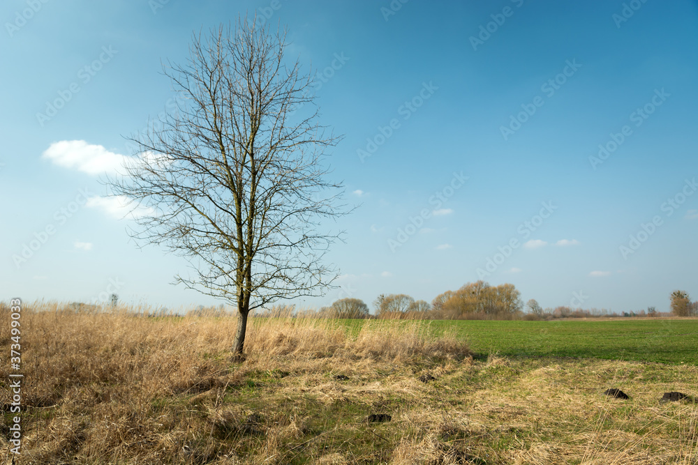 Tree without leaves growing in dry grass Tree without leaves growing in dry grass