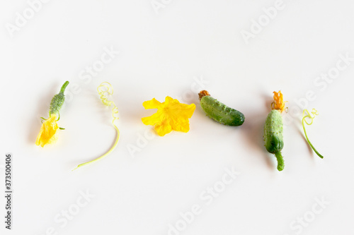 green fresh cornichon cucumbers with flowers on white background. vegetable set flat design element. Minimalistic composition