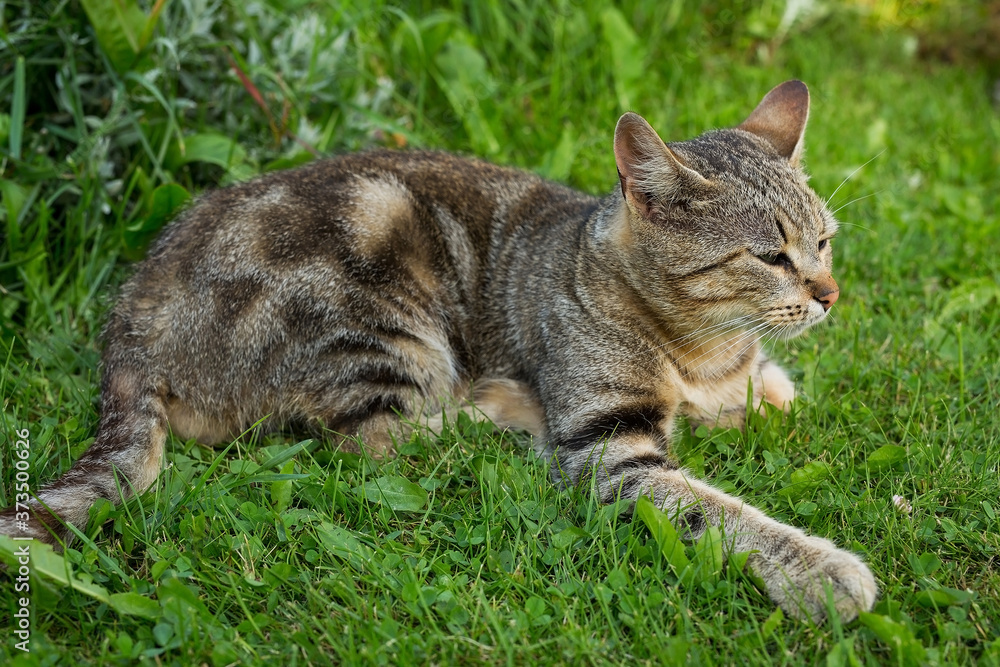 Domestic cat lying on the grass