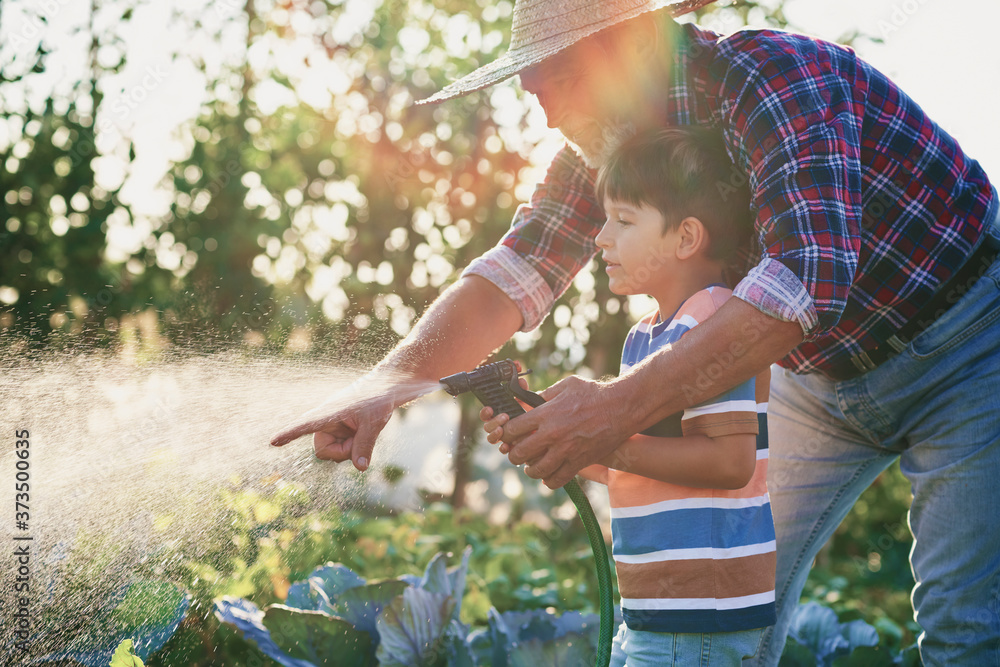 Fototapeta premium Grandfather with grandson watering vegetables in the garden