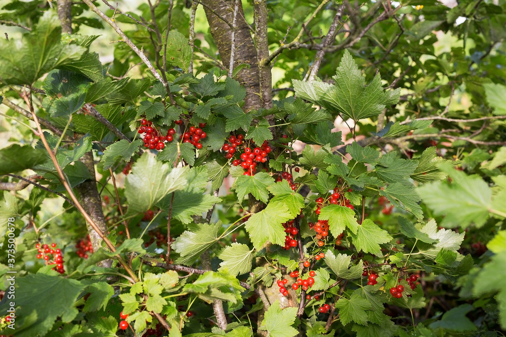 Red currant berries among green leaves