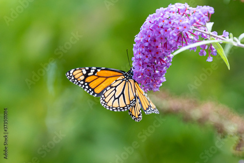 Monarch butterfly on purple butterfly bush flower in garden in summer © Melissa