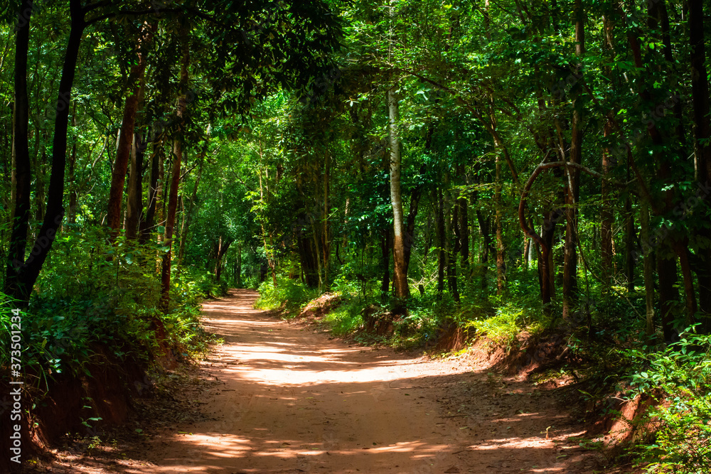 Fototapeta premium The walkway is sandy and wet in the rain forest.