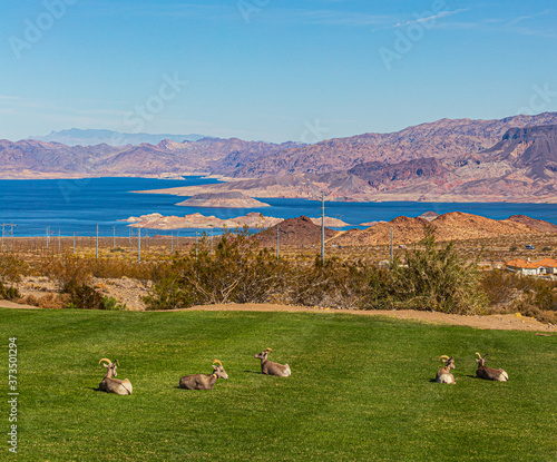 sheep on the hill photo