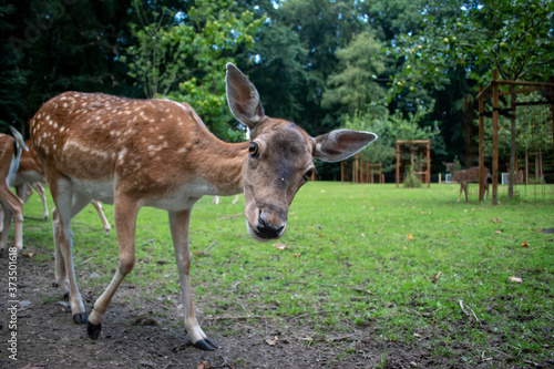 Reh im Park füttern gehege portrait 