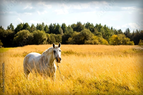 Portrait of a white horse in a field of golden grass