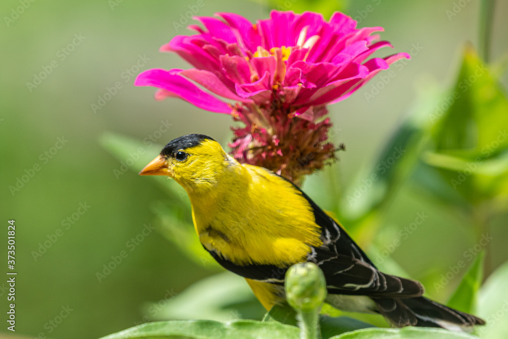 Yellow goldfinch bird perched on stem of bright pink zinnia flower Yellow goldfinch bird perched on stem of bright pink zinnia flower