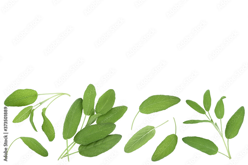 Sage herb leaves isolated on white background with clipping path . Top view with copy space for your text. Flat lay
