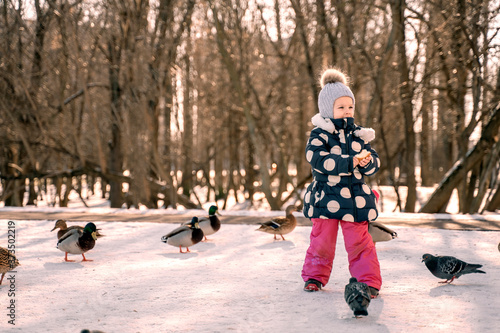 3-4 year old girl throws white bread to ducks and pigeons in a city yard