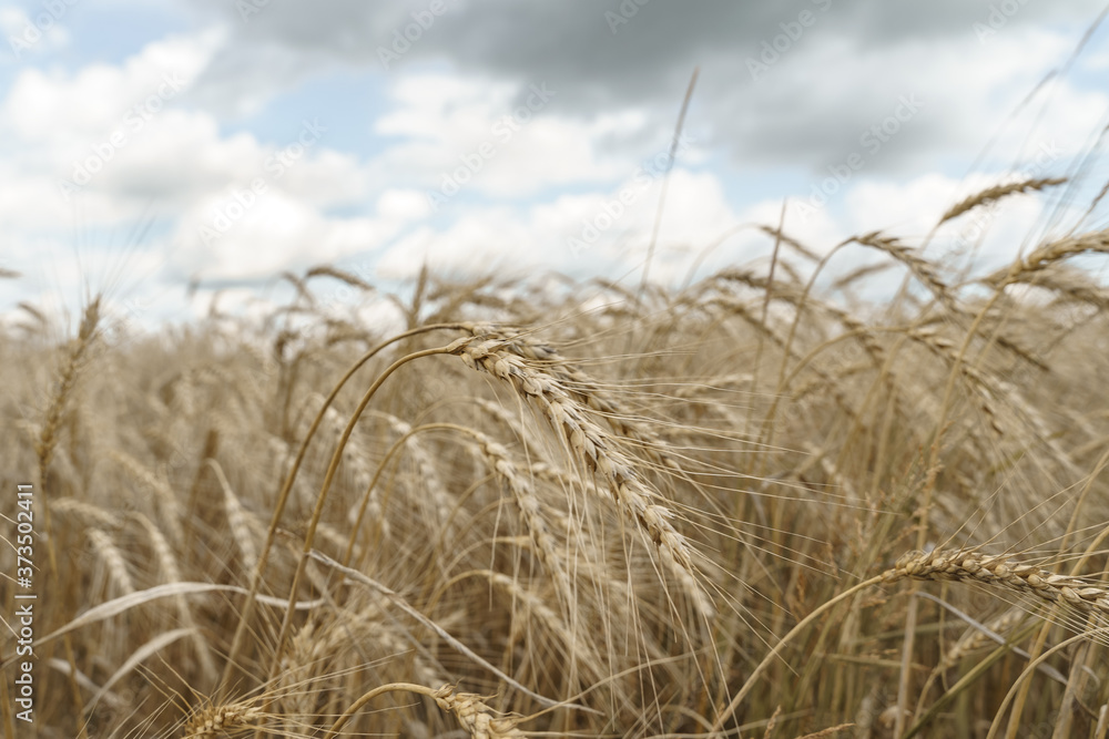 Fototapeta premium beautiful wheat field. harvesting and farming concept.