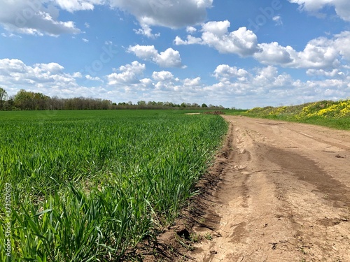 View of the road along the green wheat field, blue sky and trees afar