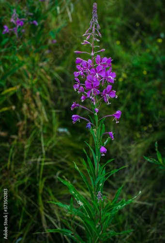 Beautiful fragrant purple plant, tea