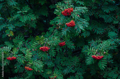 Blooms fresh beautiful viburnum in the woods