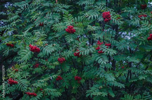 Blooms fresh beautiful viburnum in the woods