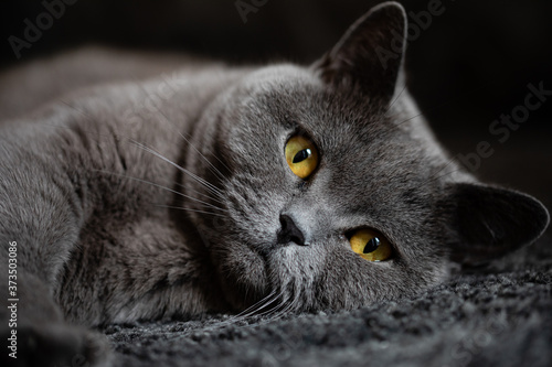 Obraz na plátne Portrait British Kurzhaar Katze Blau