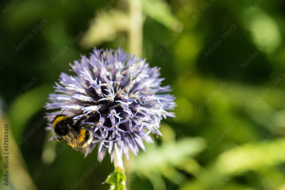 bumblebee on a blue flower