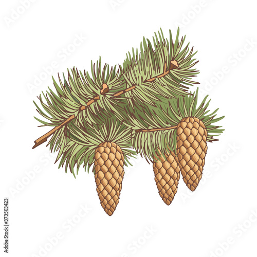 European spruce. Colorful branch with three cones of conifer trees on white background. Hand-drawn collection of holiday decor. Vector illustration of winter symbols.