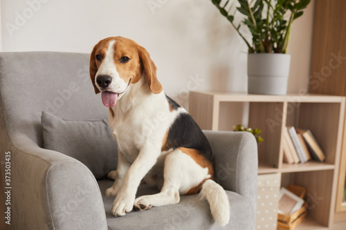 Warm toned full length portrait of tricolor beagle dog sitting in comfortable armchair of modern home interior, copy space