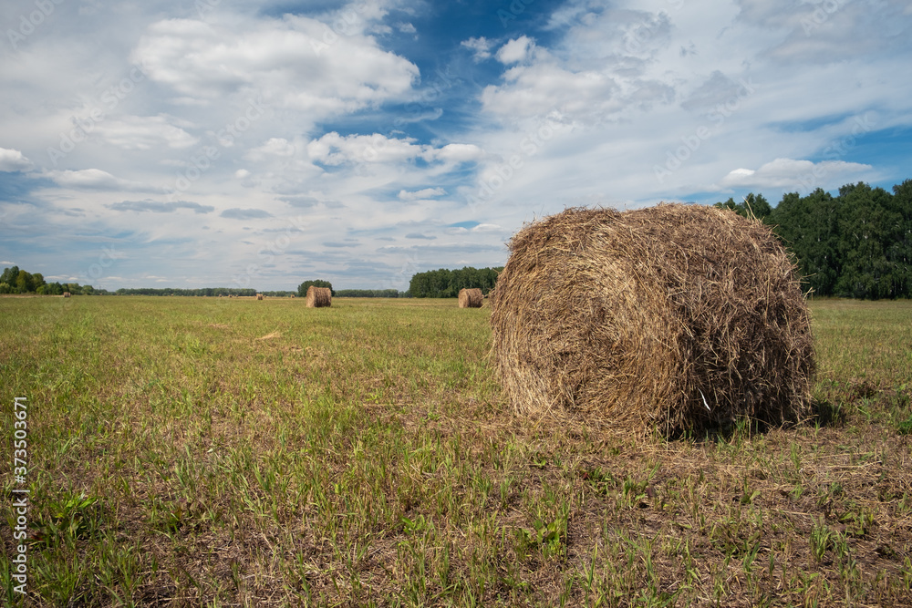 Landscape with haystacks after harvest in a field with the sky and forest in the background. No people