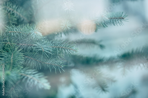Close up photo of blue fresh spruce branches © My Ocean studio