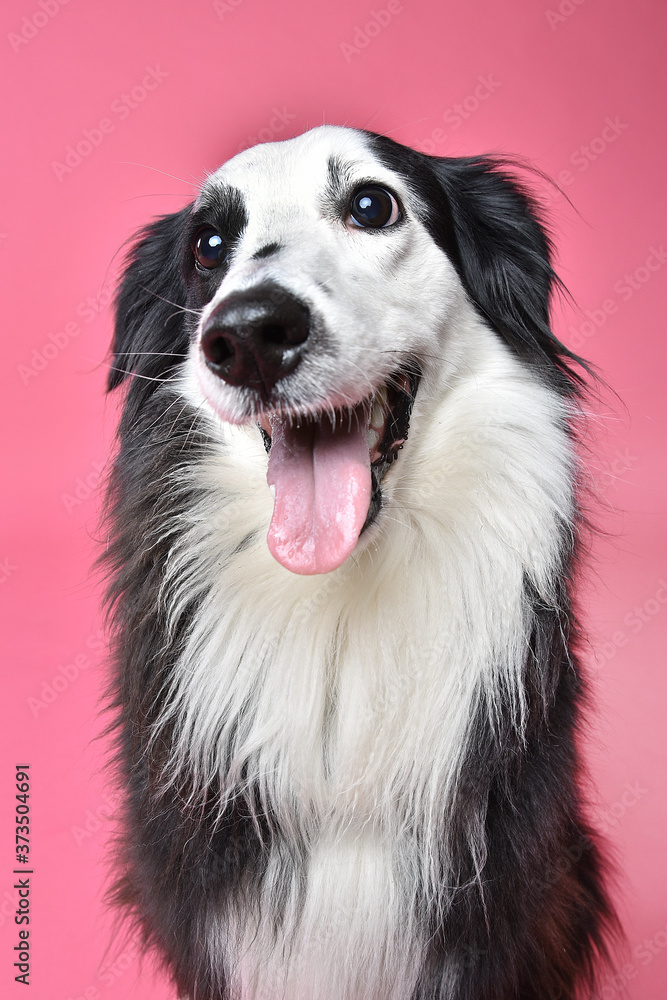 Fototapeta premium portrait of a dog