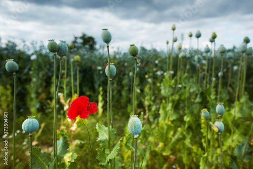 Poppy field on a summer day