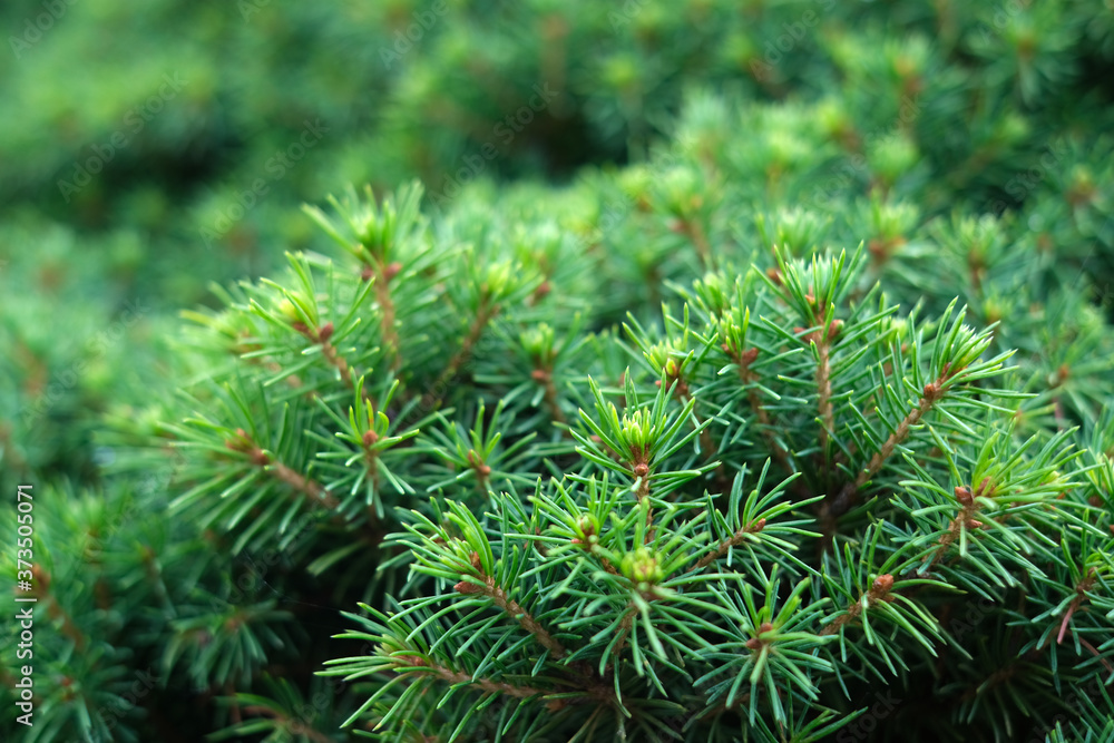Brightly green prickly branches of fur tree or pine, selective focus Brightly green prickly branches of fur tree or pine, selective focus