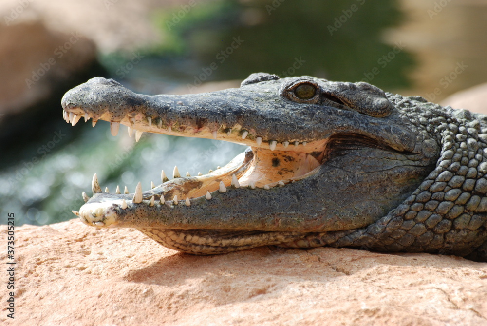 Fototapeta premium crocodile