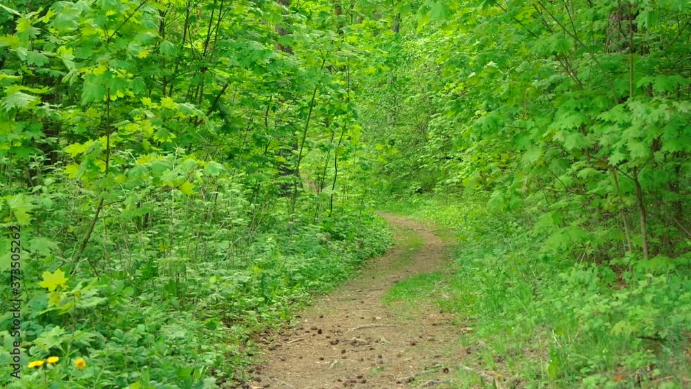 Light breeze wind in beautiful green forest. Qualitative full hd video. Light breeze wind in beautiful green forest. Qualitative full hd video.