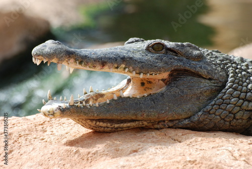 crocodile