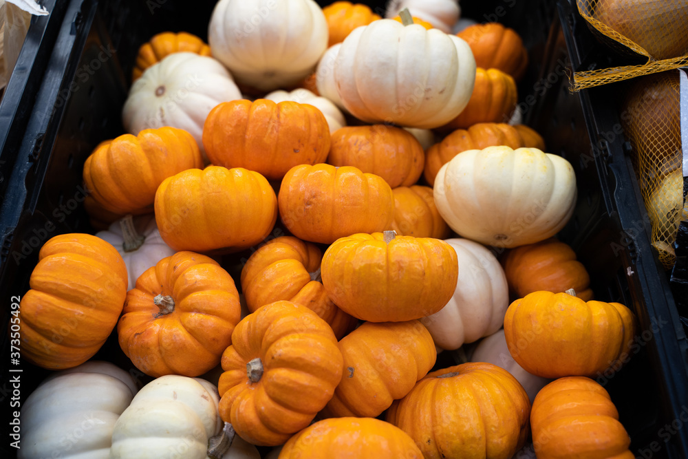 different kind of pumpkins for sale different kind of pumpkins for sale