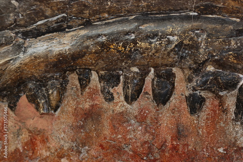 fossile