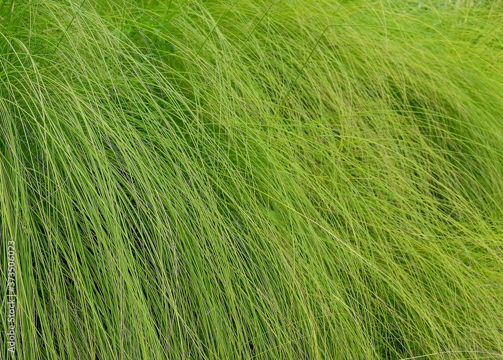 The green grass on the roadside The green grass on the roadside
